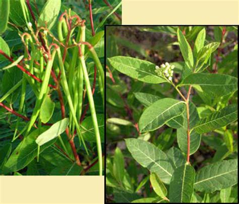 Indian Hemp Native Plants And Ecosystem Services