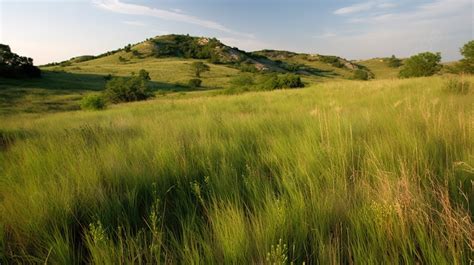 키 큰 잔디와 언덕의 오버 와이드 샷 초원 생물 군계의 사진 배경 일러스트 및 사진 무료 다운로드 Pngtree