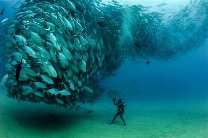 Fish Diving Sea Wallpapers Nature Underwater Animals