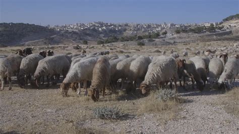 Un Rebaño De Ovejas Pastando En Un Pasto En Israel 11977106 Vídeo De