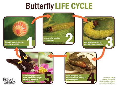 The Basic Life Cycle Of Butterfly Charismatic Planet