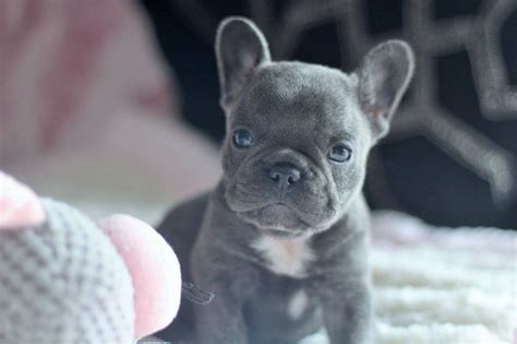 All puppies shown below this point are sold. French Bulldog Puppies For Sale | Pottstown, PA #277381
