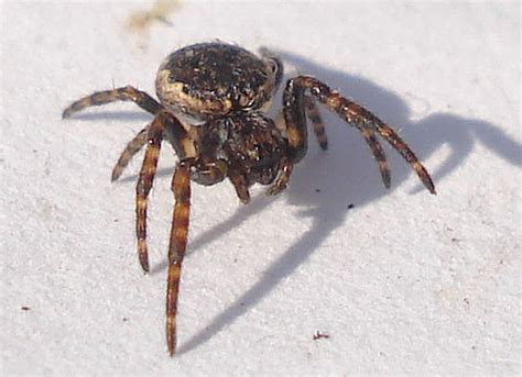 British Spiders Mick Talbot Flickr