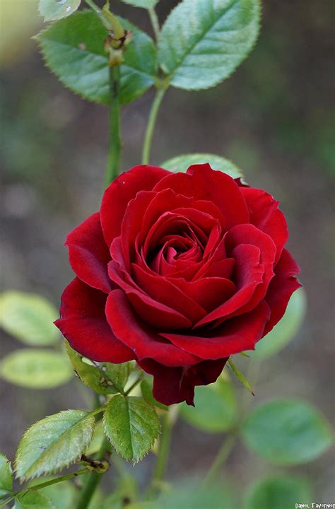 Rose Rouge Bouquet De Roses Rouges Bon Anniversaire Fleurs