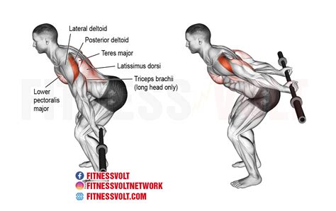 How To Do Bent Over Barbell Reverse Raise Shoulders Fitness Volt