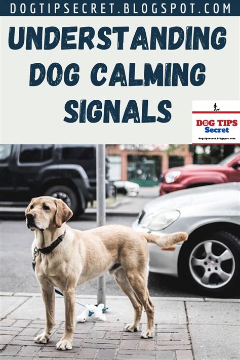 Understanding Dog Calming Signals Dog Tips Secret Calm Dogs Dog