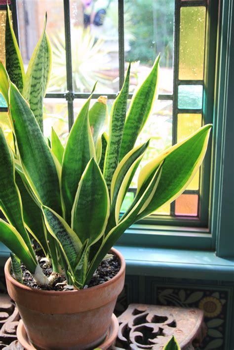 I'm in the process of. Greening Your Home: Houseplants Can Help Control Indoor ...