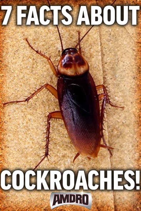 Fun Facts On Cockroaches Facts Pest Facts Cockroaches