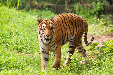 What Are The Most Unique Animals In India