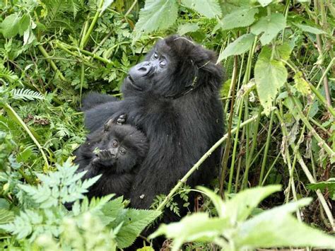 Is This Gorilla Mother Consciously Protecting Her Baby Ncpr News