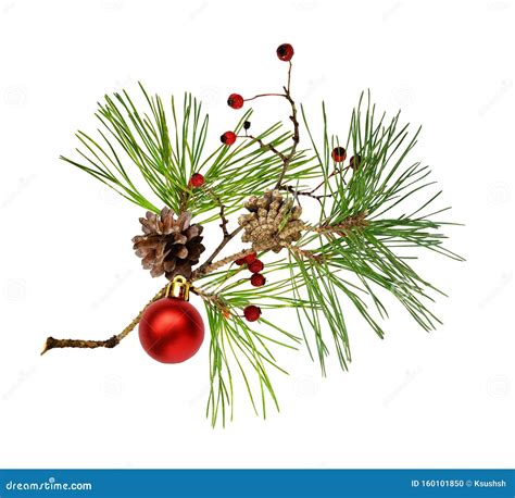 Pine Branch With Cones Christmas Decoration And Red Dry Berries Stock