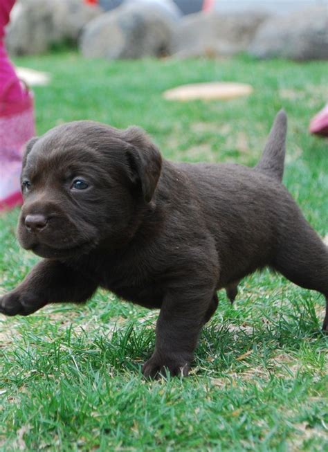 25 Puppies That Will Give You Feels Playbuzz Teacup Dog Breeds