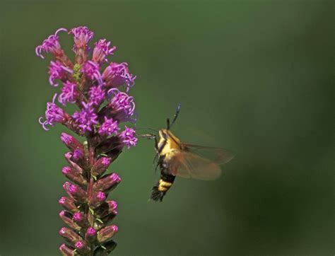 Moth Pollination