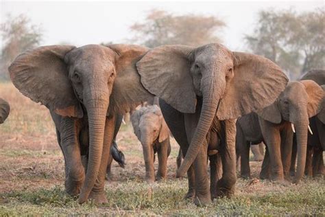 Bajo La Presión De La Caza Furtiva Los Elefantes Están Evol