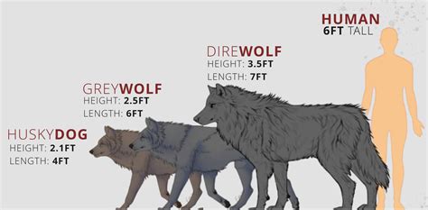 Dire Wolf Size Compared To Grey Wolf