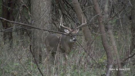 Iowa Whitetail Deer Attack Photographer Charged By A Large Whitetail