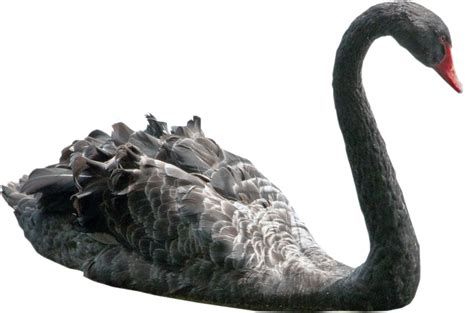 Swan Png All Png All