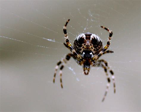 Lauernde Spinne 3 Lurking Spider 3 In Gross In Larg Flickr
