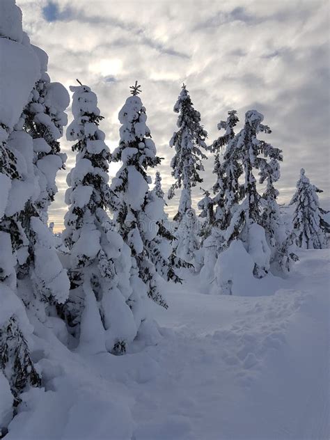 Winter Wonderland Cloudy Sky With Nice Trees Covered With Snow Stock