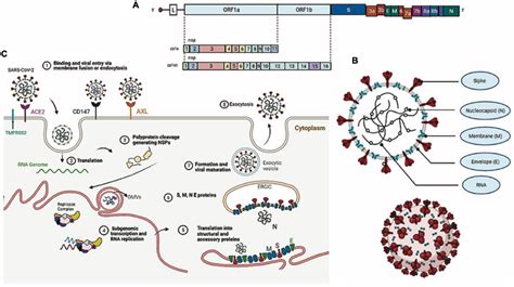 Frontiers The Complexity Of SARS CoV Infection And The COVID Pandemic