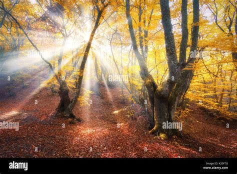 Magical Autumn Forest With Sun Rays Amazing Trees In Fog Colorful