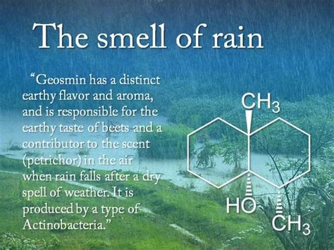 Whats Behind The Smell Of Rain Wsyr