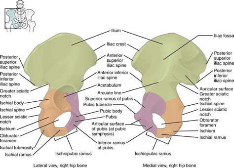 There are many organs that sit in the pelvis, including much of the urinary system, and lots of the male or female reproductive systems. The Pelvic Girdle and Pelvis | Anatomy and Physiology I