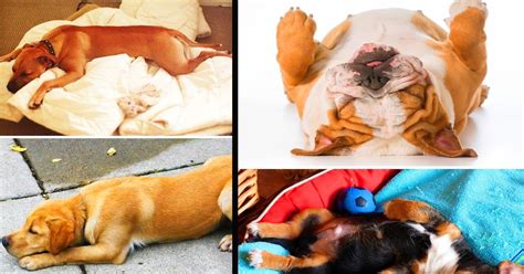 What Your Dogs Sleeping Position Says About His Personality Small Joys