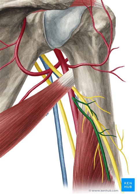 Brachial Artery Anatomy And Branches Kenhub