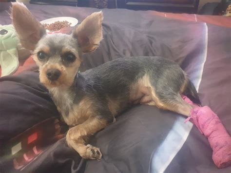This Is What A Fully Shaved Yorkie Looks Like Ryorkies