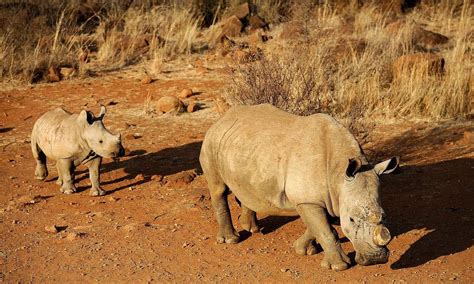a black dehorned rhinoceros is followed by a calf on august 3 2012 at the bona bona game