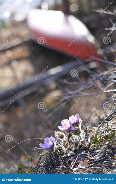 Arctic Crocus With Canoe Stock Photo Image Of Patch 65056112