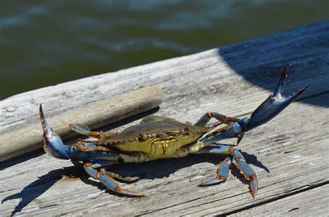 History Of The Blue Crab A Blue Crab Story Camerons Seafood