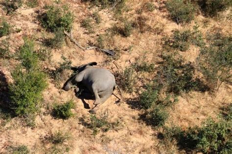 Zimbabwe Investigates Deaths Of 12 Elephants Rules Out Poaching