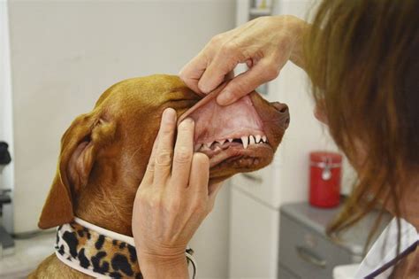 Symptoms Of A Rotten Tooth With An Infection In A Dog Cuteness