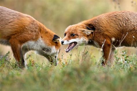 Two Red Fox Fighting On Meadow In Autumn Nature Stock Photo Image Of