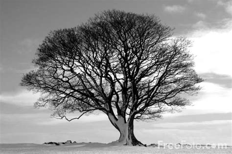 Tree Black And White Pictures Free Use Image 15 01 33 By