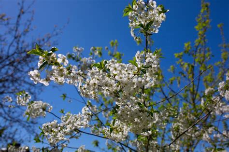 Cherry Plum Tree Blossom Blooming Tree Branch On The Sunny Spring Day