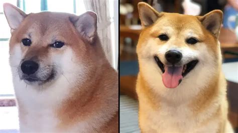 Cheems Dead Viral Doge Dog Has Died