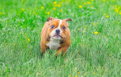 A breeder should be seeking to mate the right dogs in the right way so that he produces the ideal (or as near to it as possible) in his kennels. Dog Breeders Near Me - Find a Dog Breeder Near Me Today ...