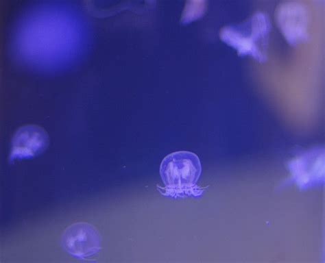 The Jellyfish Is Floating In The Water And It Looks Like They Are