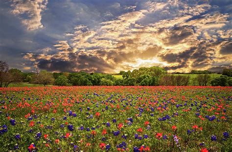 Texas Wildflowers Under Sunset Skies Photograph By Lynn Bauer Pixels