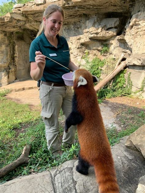 Saint Louis Zoo In Missouri Is One Of The Nine Best Zoos In The Us