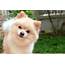 Pomeranian Dog Breed Puppy Info And Characteristics  Azdogbreeds