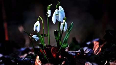 Snowdrops Wallpapers Top Free Snowdrops Backgrounds Wallpaperaccess