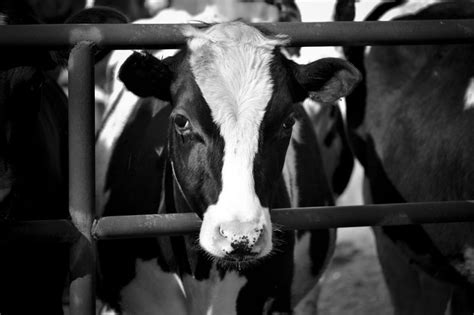 The Future Of Dairy Farming Focusing On Efficiency And Animal Welfare