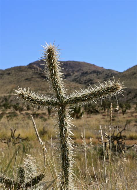 Maybe you would like to learn more about one of these? Desert Cacti - CALIFORNIA HIKING
