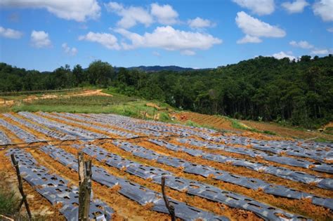 Последние твиты от grow asia capital (@growasiacapital). Growing pains: Southeast Asian farmers need cheaper ...