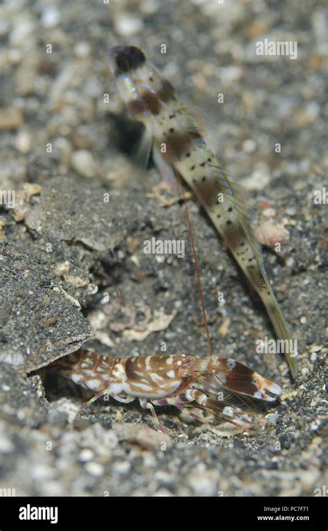 Tiger Snapping Shrimp Alpheus Bellulus With Arcfin Shrimpgoby