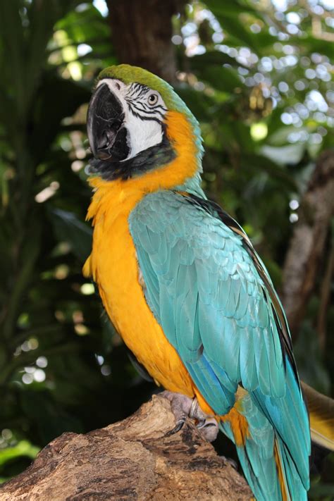 Macaw Tropical Bird Parrot Free Photo On Pixabay